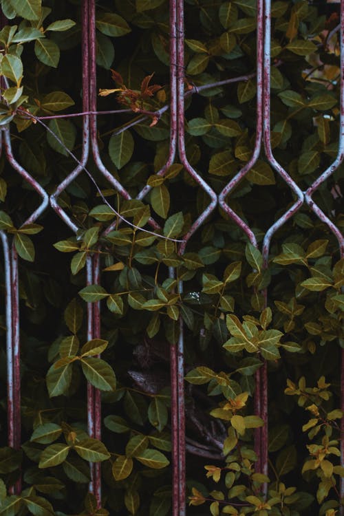 灰色金属框附近的绿叶植物 · 免费素材图片