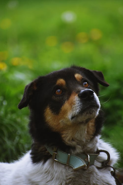 狗站在草地附近 · 免费素材图片