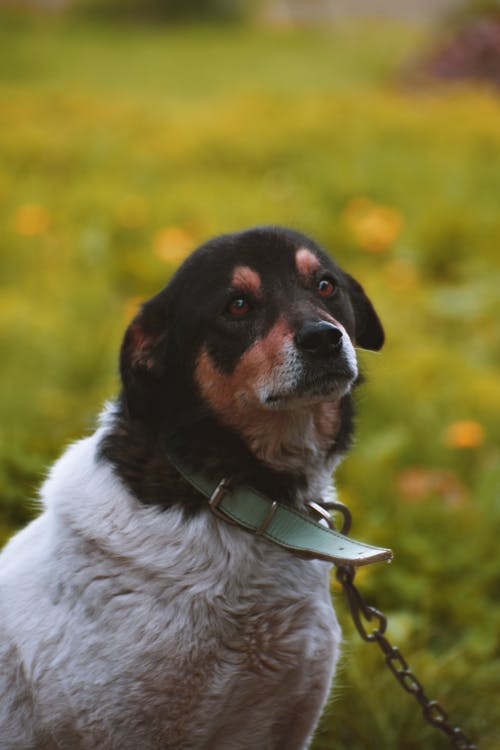 狗站在草地上 · 免费素材图片