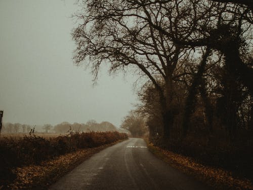 森林附近的路 · 免费素材图片