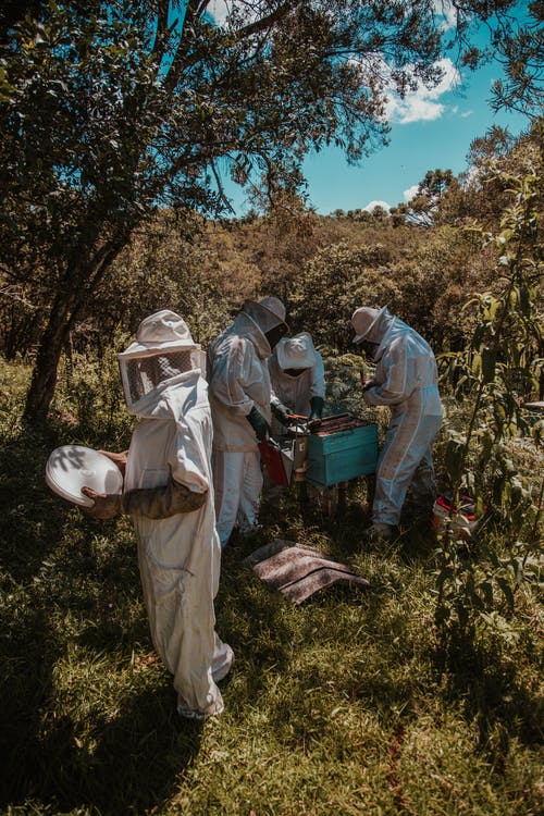 四人收获蜂蜜 · 免费素材图片