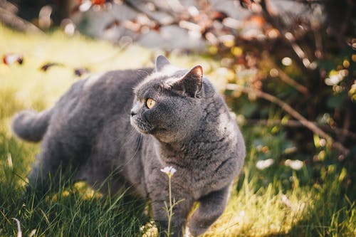 选择性聚焦摄影的灰猫 · 免费素材图片