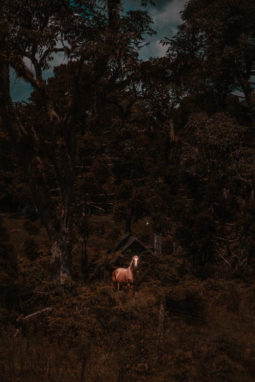 匹棕色的马，站在树林里 · 免费素材图片