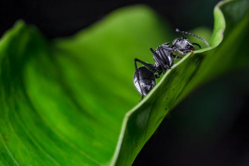 黑木蚂蚁在特写摄影中的叶子上 · 免费素材图片