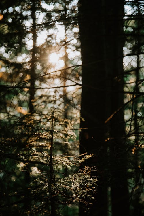 阳光穿过树林 · 免费素材图片