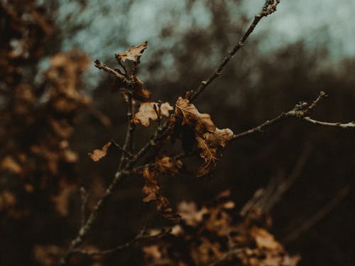 枯叶的选择性聚焦摄影 · 免费素材图片