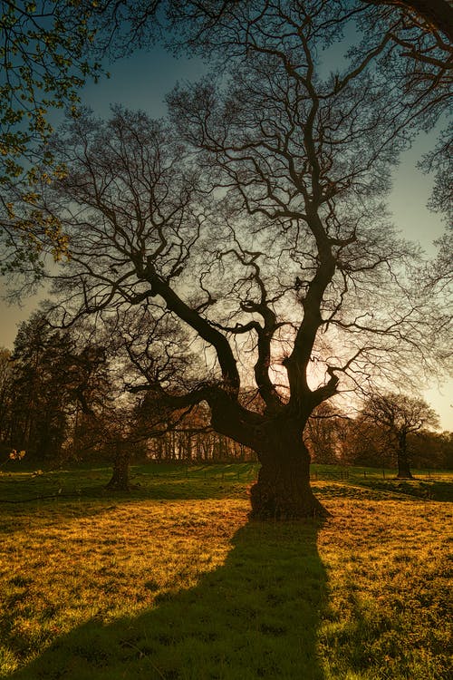 树木剪影摄影 · 免费素材图片