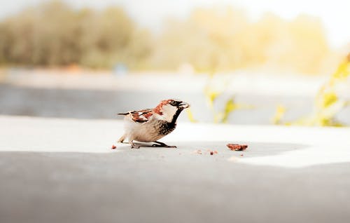 白色和棕色的鸟 · 免费素材图片
