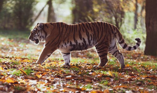 灰色和黑色的老虎在森林上行走 · 免费素材图片