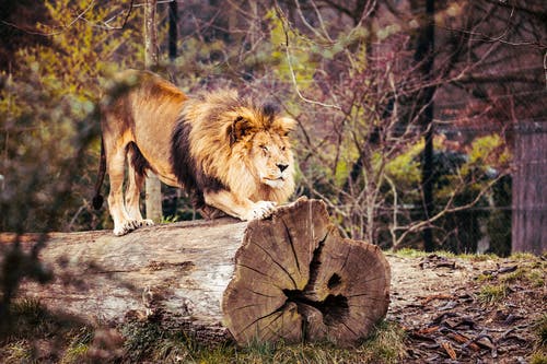 狮子在树干上的照片 · 免费素材图片