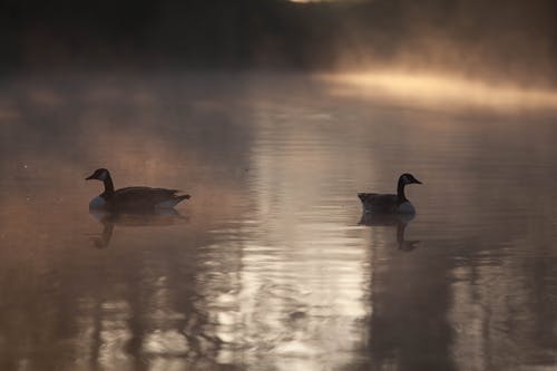 两只野鸭在水面上 · 免费素材图片