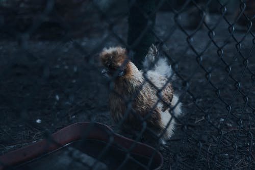 黑铁丝网围栏旁边的棕色鸡 · 免费素材图片