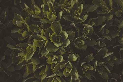 绿叶植物 · 免费素材图片