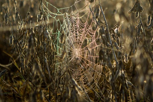 蜘蛛网的特写照片 · 免费素材图片