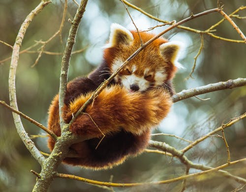 小熊猫在树枝上睡觉的照片 · 免费素材图片