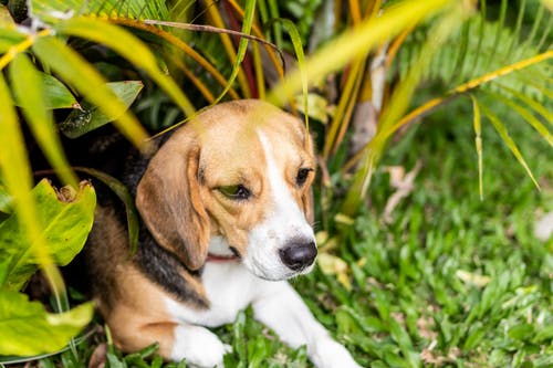 在绿色草地上的小猎犬小狗 · 免费素材图片