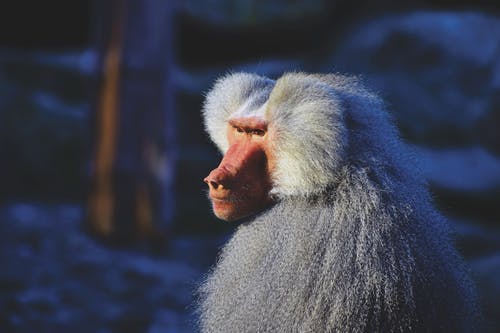 白狒狒 · 免费素材图片