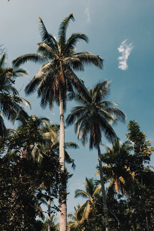 椰子树照片 · 免费素材图片