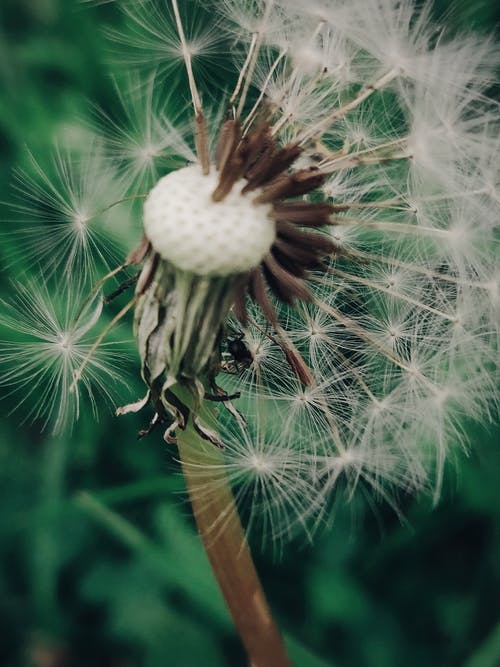 蒲公英的焦点摄影 · 免费素材图片