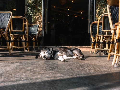 棕色和白色的狗躺在地板上 · 免费素材图片