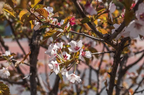 盛开的白色和栗色花树 · 免费素材图片