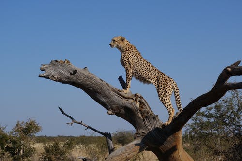 猎豹在棕树枝上 · 免费素材图片