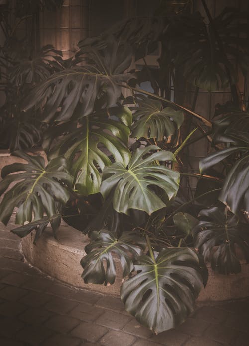 绿色瑞士植物盆栽棕色锅上 · 免费素材图片
