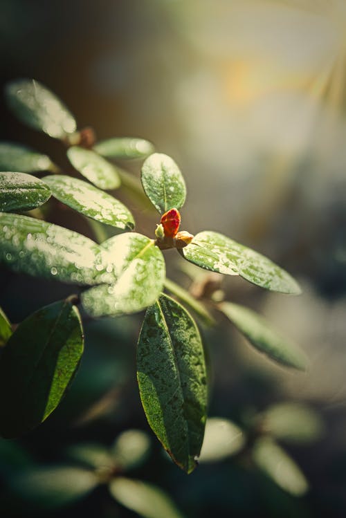 叶子的特写照片 · 免费素材图片