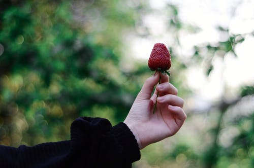 持有成熟草莓的人 · 免费素材图片