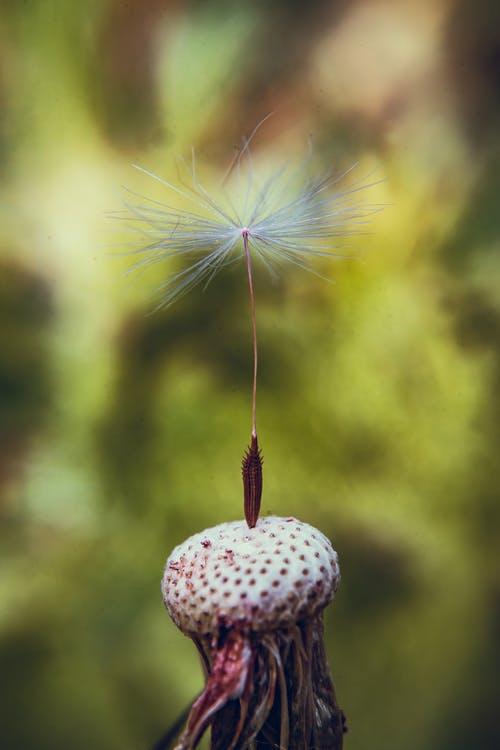 蒲公英花的选择性聚焦摄影 · 免费素材图片