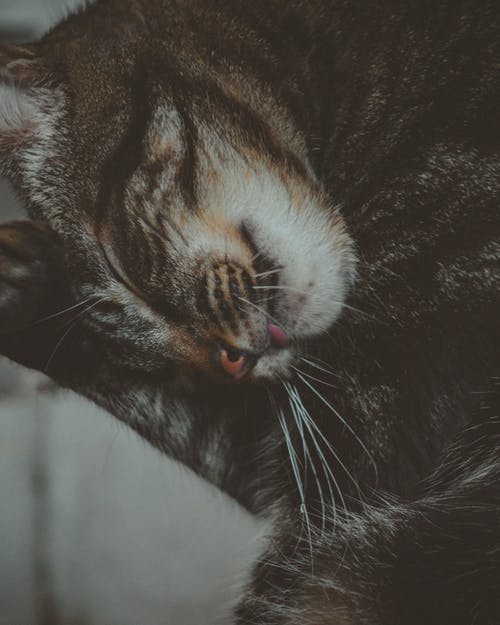 棕色虎斑猫的浅焦点摄影 · 免费素材图片