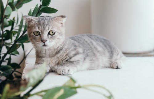 银虎斑小猫 · 免费素材图片