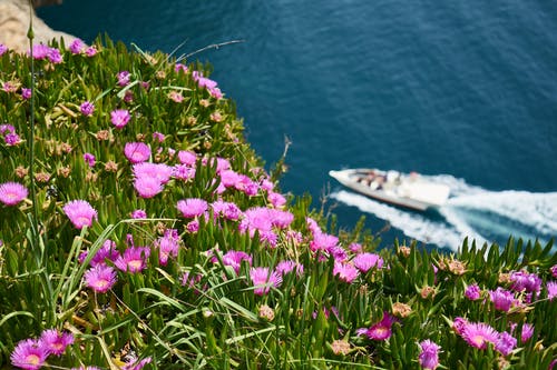 紫色花田旁边的水体上的白色机动船 · 免费素材图片