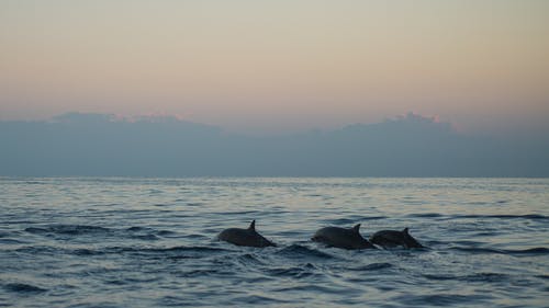 海豚在黎明时的照片 · 免费素材图片