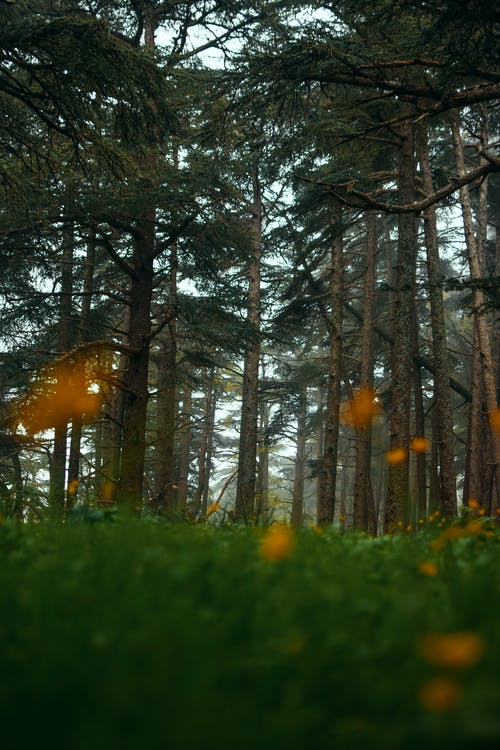 白天松树的照片 · 免费素材图片