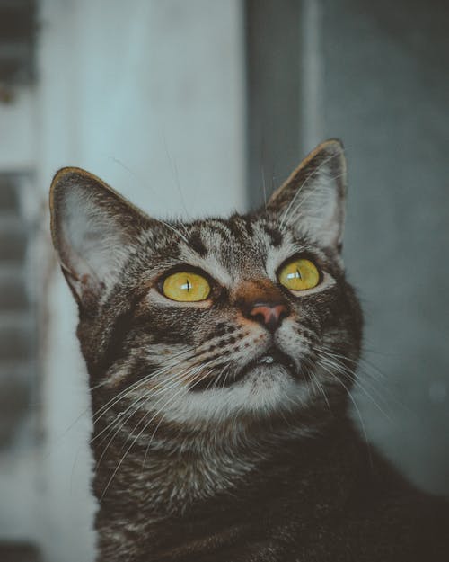 黑虎斑猫的特写摄影 · 免费素材图片