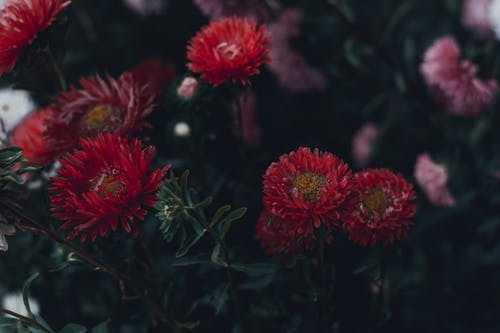 盛开的红色和粉红色的花朵 · 免费素材图片