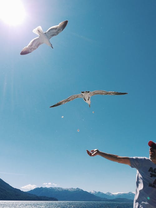 白灰鸟在天上飞 · 免费素材图片