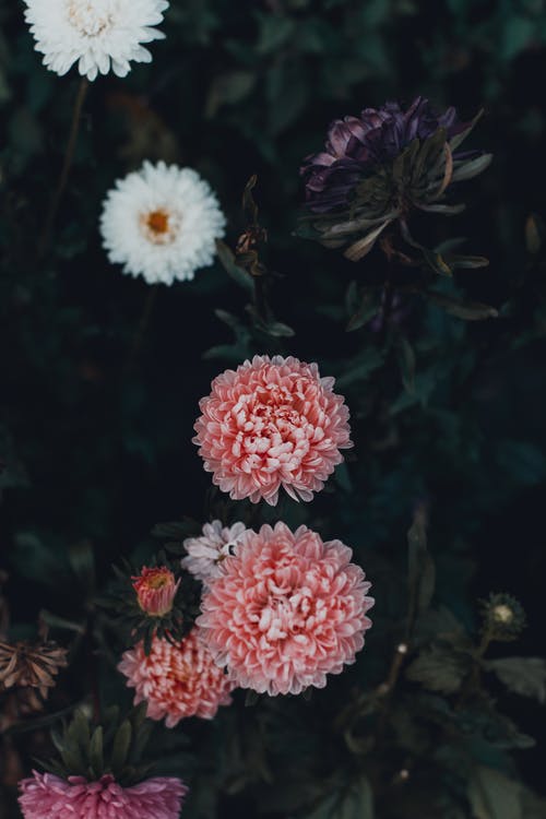 万寿菊红花 · 免费素材图片