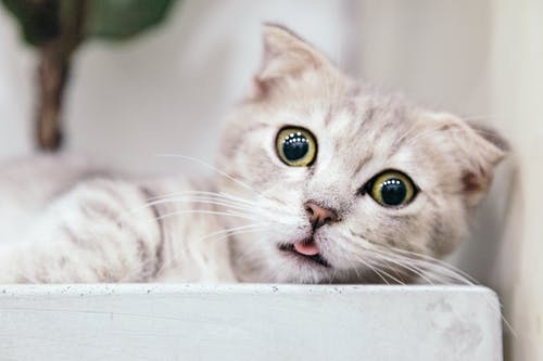 猫的浅焦点摄影 · 免费素材图片
