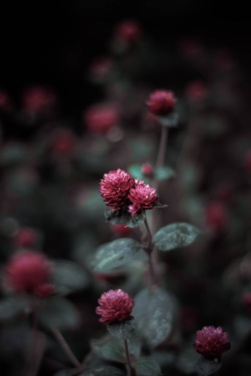 花的特写照片 · 免费素材图片