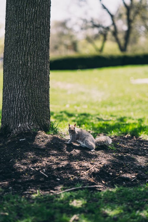 黑松鼠 · 免费素材图片