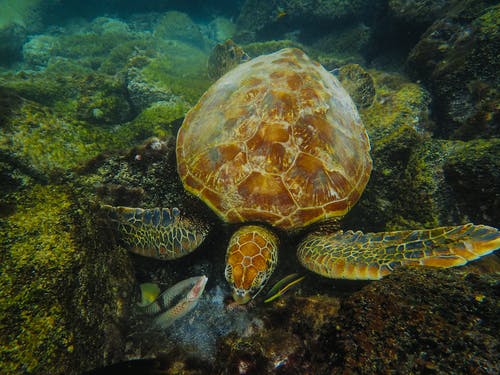乌龟的水下摄影 · 免费素材图片