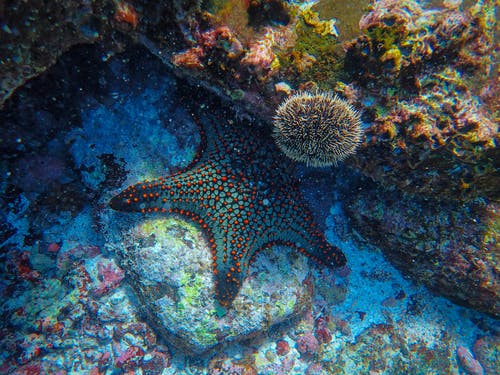 水下海星 · 免费素材图片