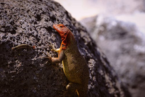 监控蜥蜴在岩石上 · 免费素材图片