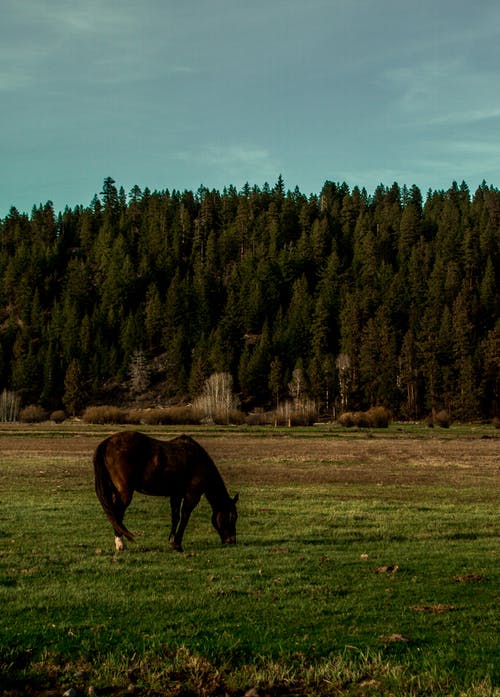 棕色涂层的马站在草地上 · 免费素材图片