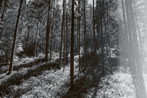 森林的灰度照片 · 免费素材图片