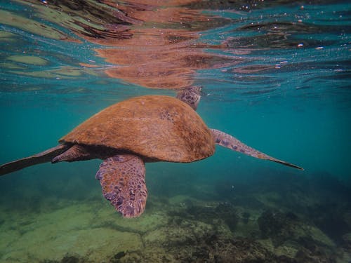 褐海龟在海上游泳 · 免费素材图片