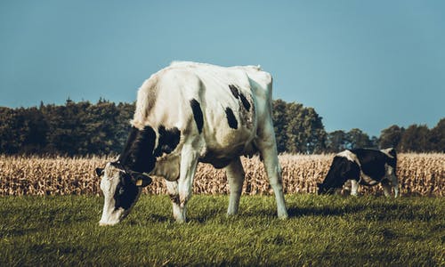牛在绿色草地上 · 免费素材图片
