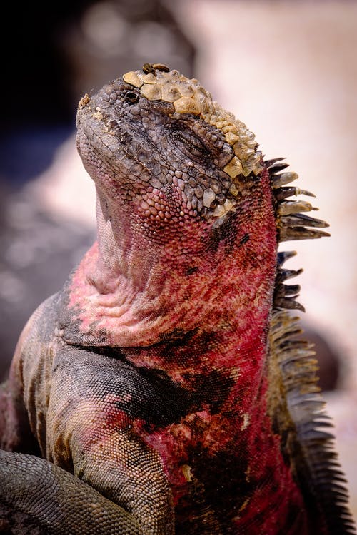 红色和棕色鬣蜥的选择性焦点照片 · 免费素材图片